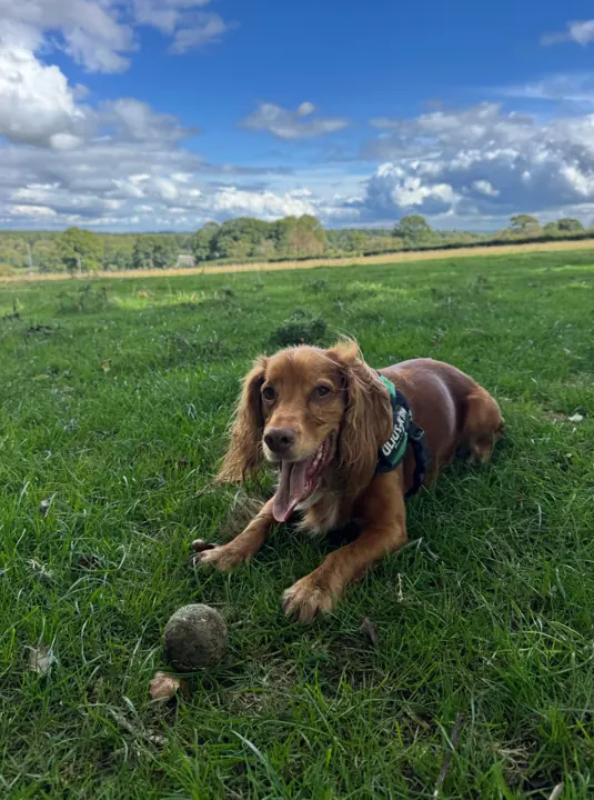 Spaniel resting in a field beside a tennis ball