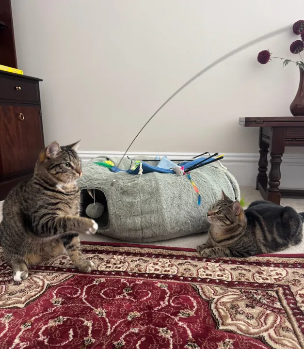 Two tabby cats playing with a feather wand toy