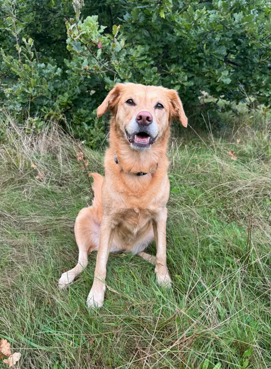 Golden dog sitting happily in long grass