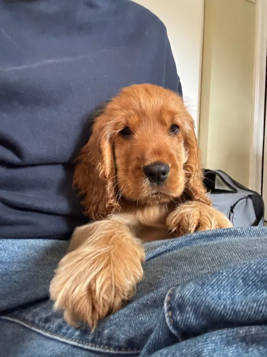 Cocker spaniel puppy resting on a lap