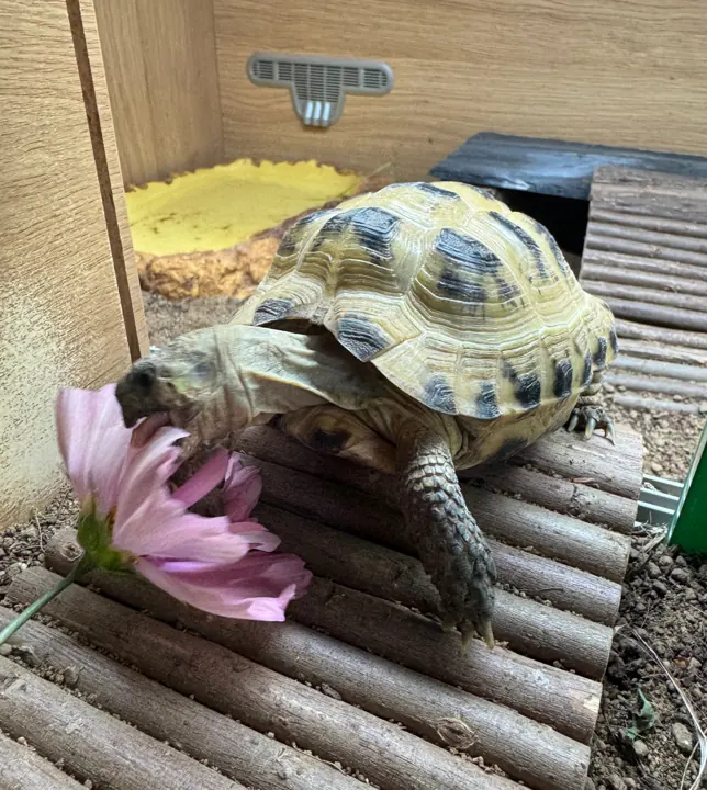 Tortoise nibbling a pink flower