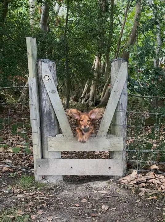 Spaniel leaping over a woodland stile, ears flying