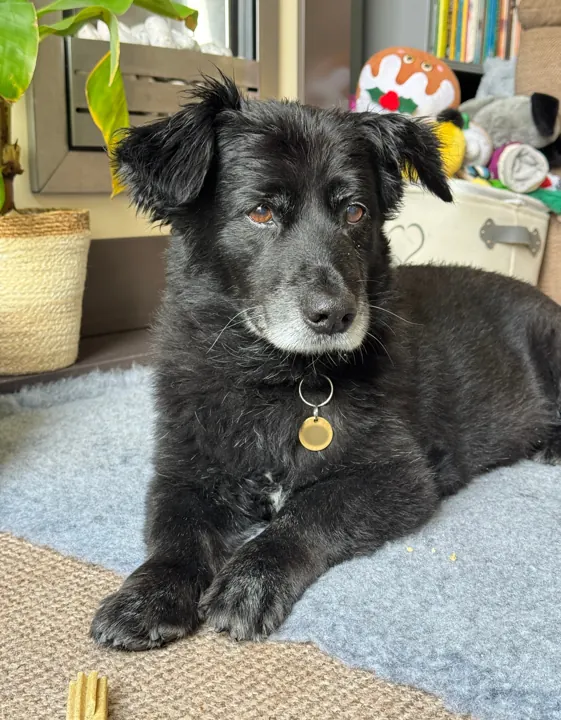 Black dog relaxing on a soft blanket at home