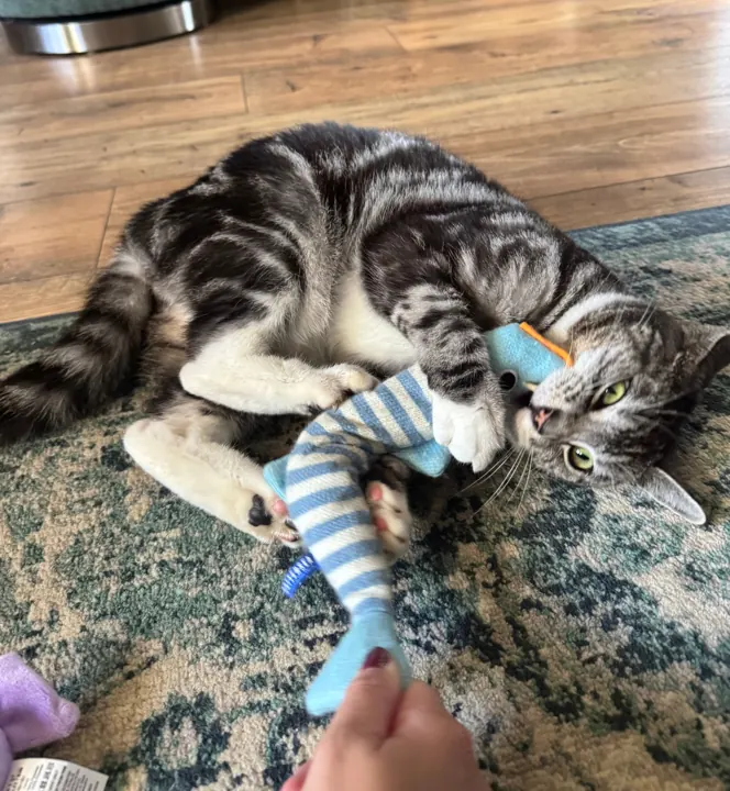 Tabby and white cat playing with a fish toy