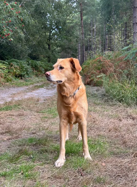 Golden dog pausing on a woodland walk