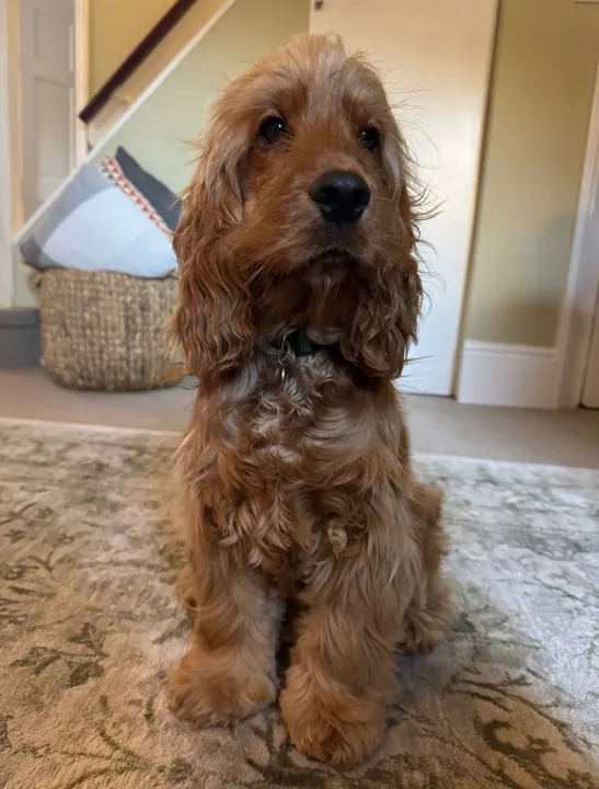 Cocker spaniel sitting nicely in a hallway