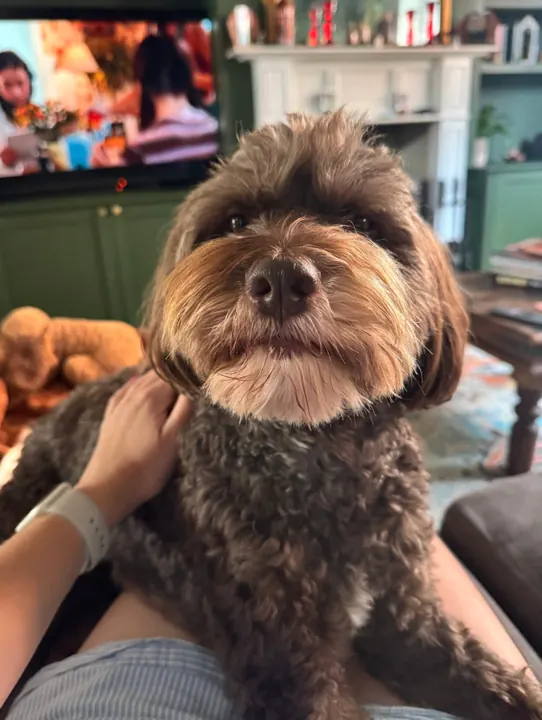 Curly-coated dog enjoying a cuddle on the sofa