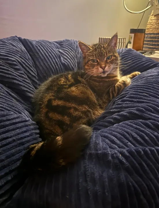 Tabby cat curled up in a cosy bed