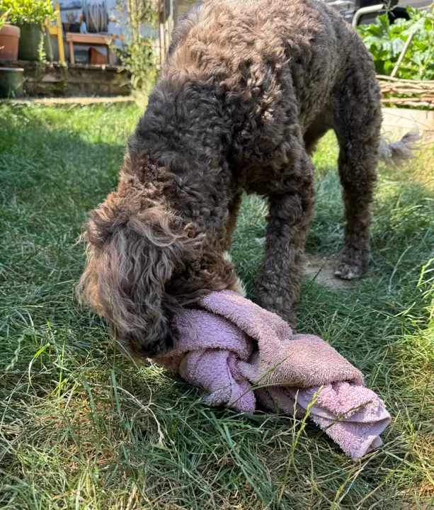 Curly-coated dog playing with a towel in the garden
