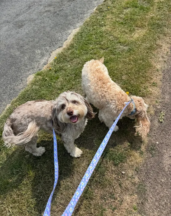 Two fluffy dogs enjoying a lead walk
