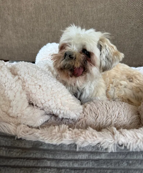 Small fluffy dog snuggled in a cosy bed