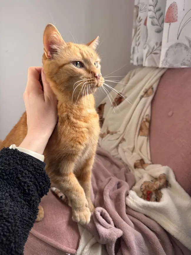 Cat being cared for at home