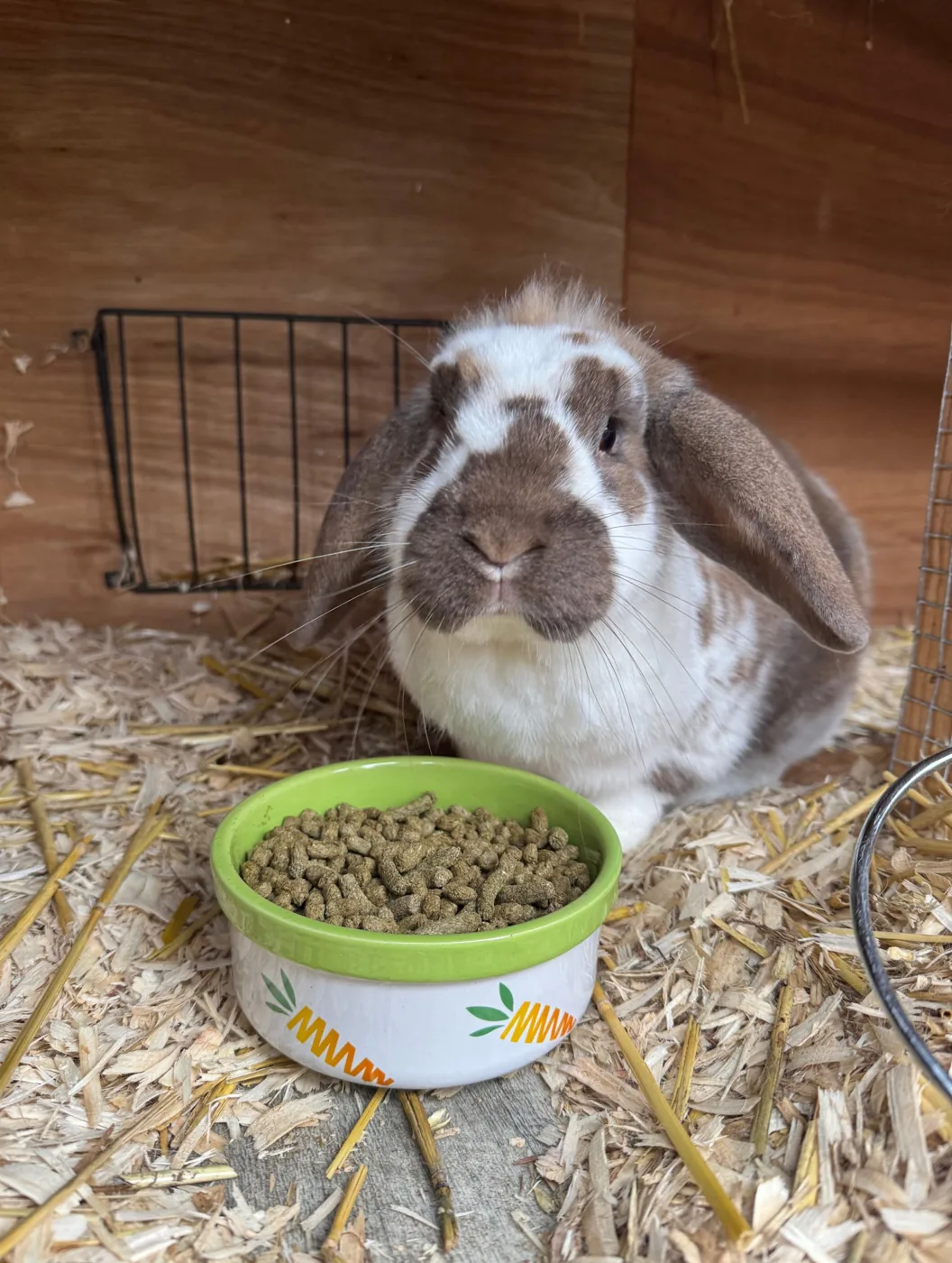 Rabbit sitting beside its food bowl during a drop-in visit